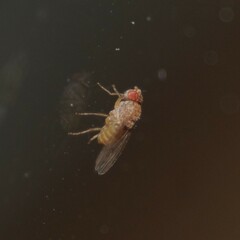 Drosophila repleta