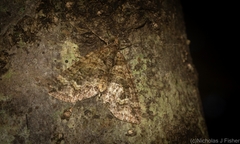 Crasilogia gressitti