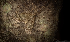 Crasilogia gressitti