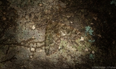 Crasilogia gressitti