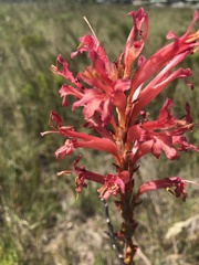 Tritoniopsis antholyza