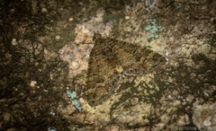 Crasilogia gressitti