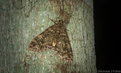 Crasilogia gressitti