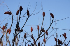Rhus typhina