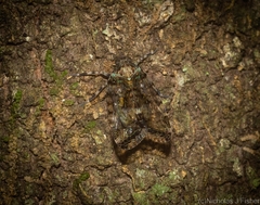 Dipsiathus pallidifrons