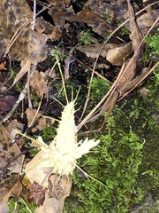Akanthomyces