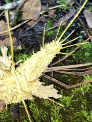 Akanthomyces