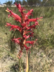 Tritoniopsis antholyza