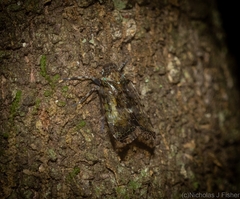 Dipsiathus pallidifrons