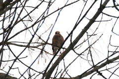 Coccothraustes coccothraustes