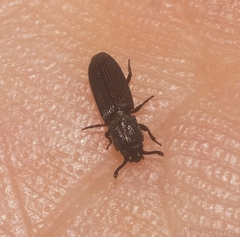Pycnomerus