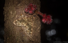 Crasilogia gressitti