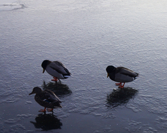 Anas platyrhynchos platyrhynchos