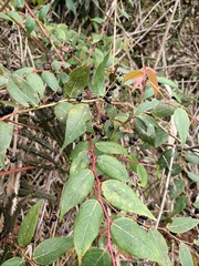 Gaultheria leucocarpa