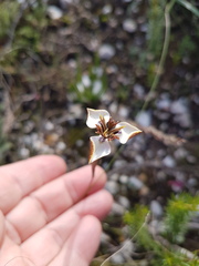Moraea unguiculata