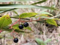 Gaultheria leucocarpa