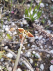 Moraea unguiculata