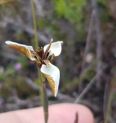 Moraea unguiculata