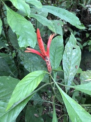 Aphelandra