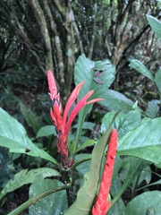 Aphelandra