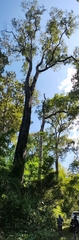 Hopea odorata