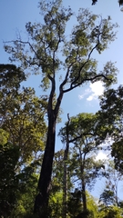 Hopea odorata