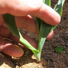 Chlorophytum namaquense