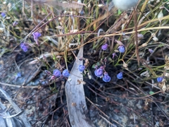 Utricularia reticulata