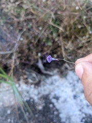 Utricularia reticulata