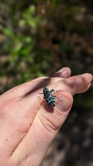 Chrysolopus spectabilis