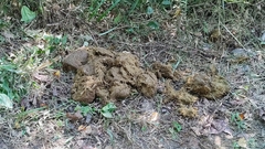 Elephas maximus indicus