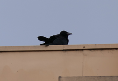Corvus mellori