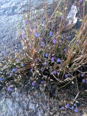 Utricularia reticulata