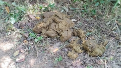 Elephas maximus indicus