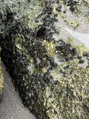 Hexanauplia