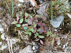 Gaultheria leucocarpa
