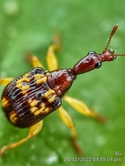 Korotyaevirhinus necopinus