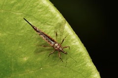 Idolothrips spectrum