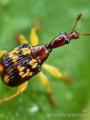 Korotyaevirhinus necopinus