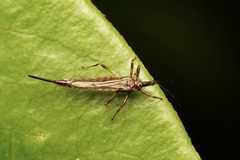 Idolothrips spectrum