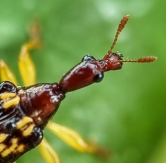 Korotyaevirhinus necopinus