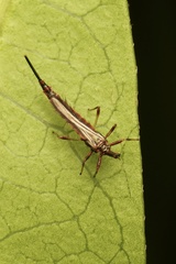 Idolothrips spectrum