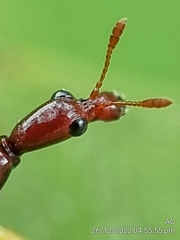 Korotyaevirhinus necopinus