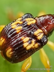 Korotyaevirhinus necopinus