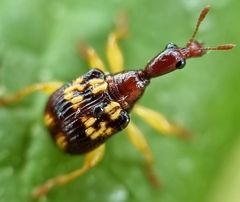 Korotyaevirhinus necopinus