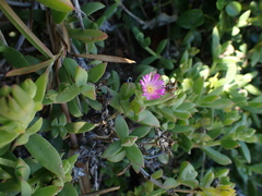 Delosperma