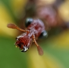 Korotyaevirhinus necopinus