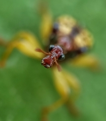 Korotyaevirhinus necopinus