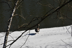 Mareca strepera strepera