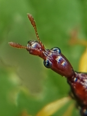 Korotyaevirhinus necopinus